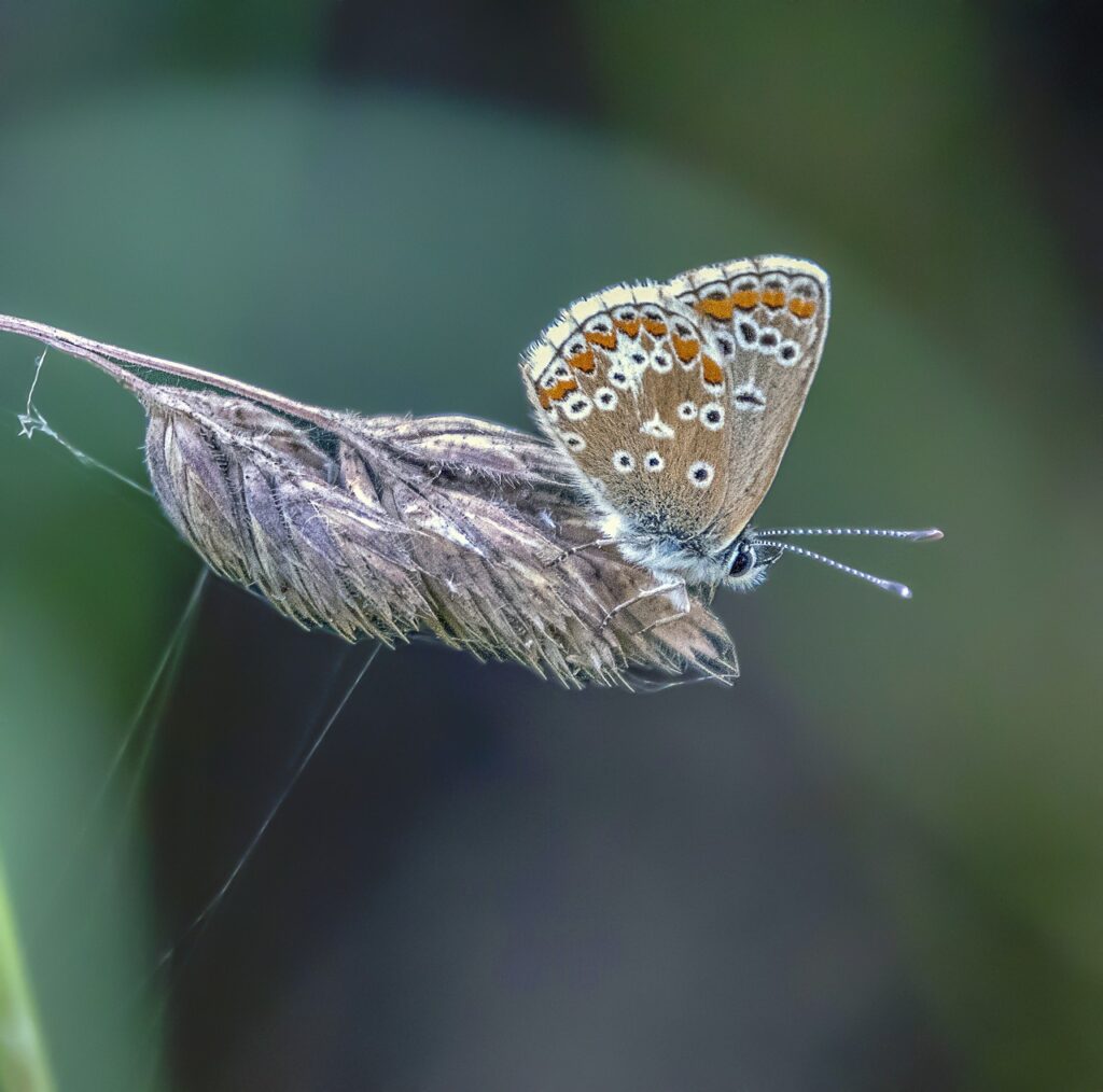 butterfly, brown-argus, nature-3997918.jpg